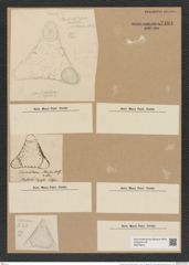 Triceratium johnsonii Ralfs (de-Toni-Nr.: Genus 140, Species 4047) Zeichnungen Sammlung Grunow Nr. 7494 (NHMW-BOT-W0376615)